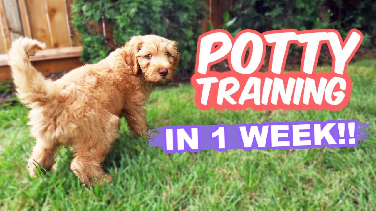 how to potty train your poppy easily: everything you should know