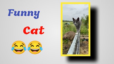 Cat funny video