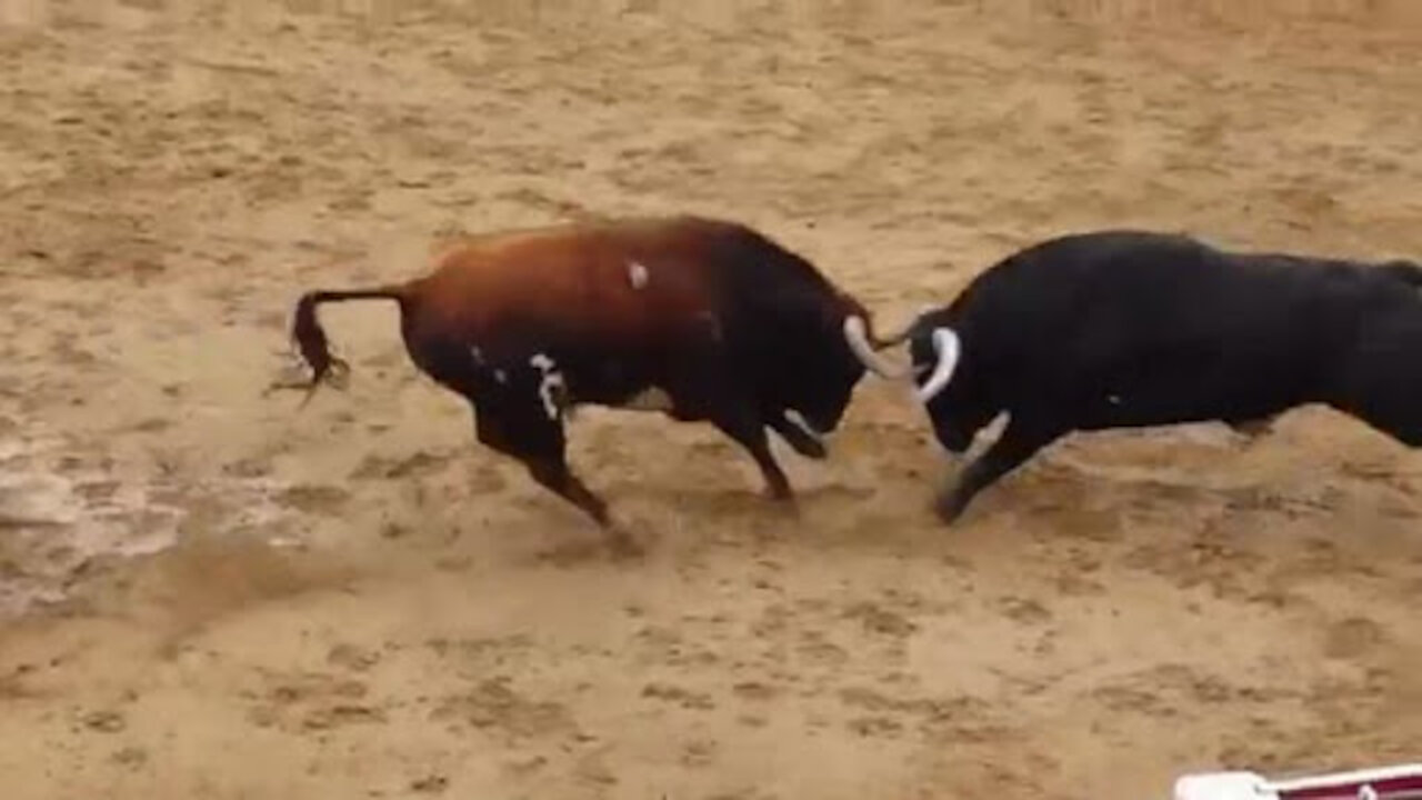 fight between the bulls