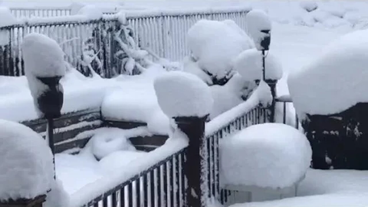 Free To A Good Home - SNOW!!