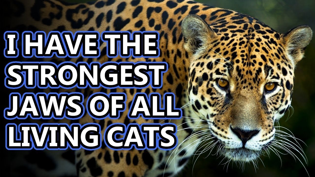 Jaguar facts: and How They Compare to Leopards | Shoikat180