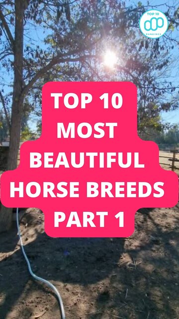 Top 10 Most Beautiful Horse Breeds Part 1