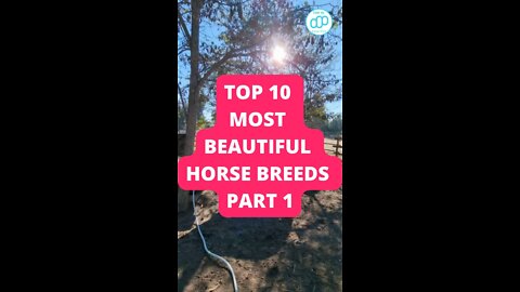 Top 10 Most Beautiful Horse Breeds Part 1