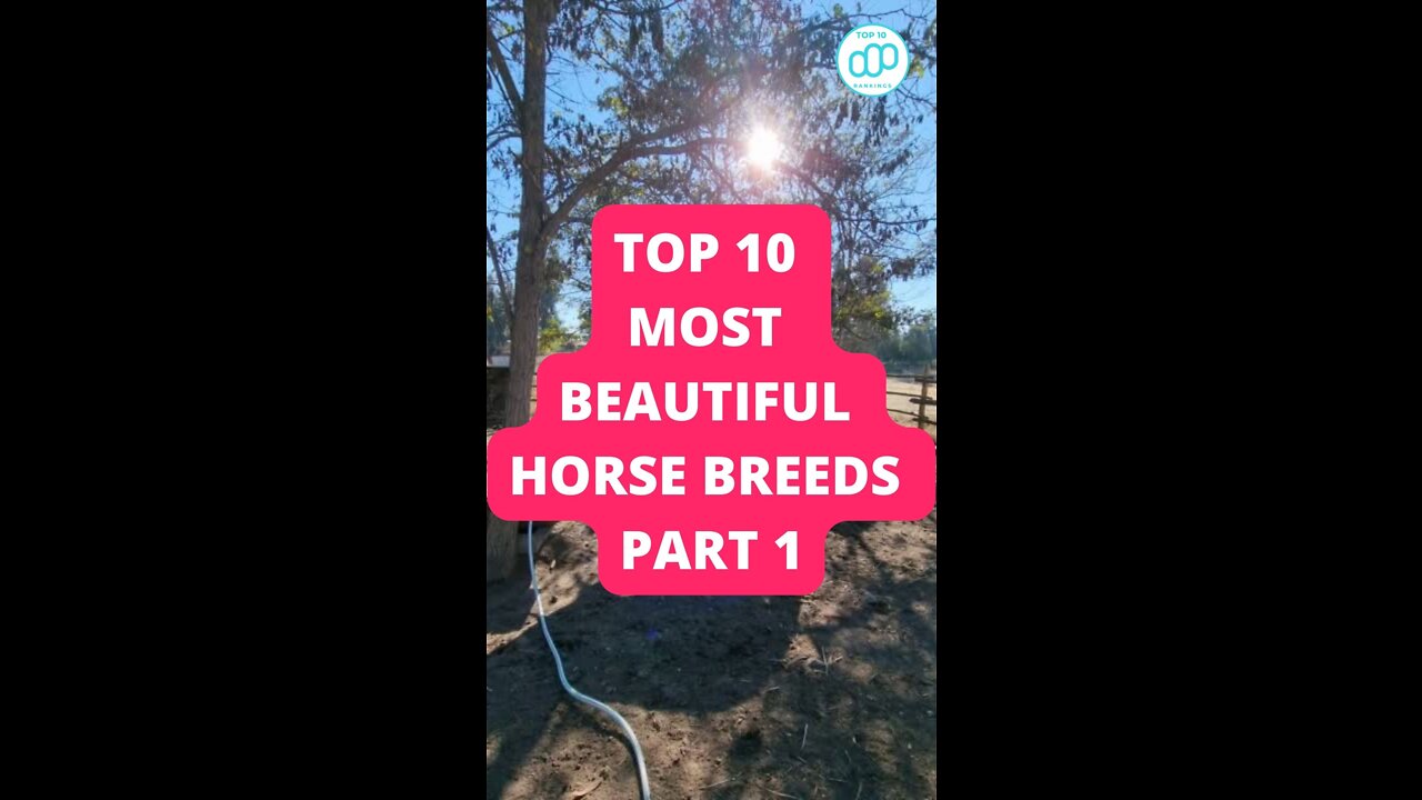 Top 10 Most Beautiful Horse Breeds Part 1