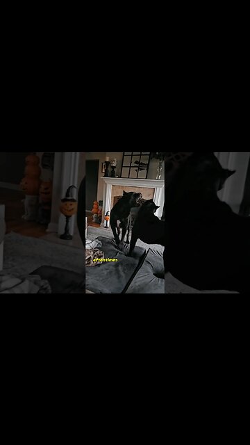 Intact Male Cane Corsos 😱 #canecorso #dogs #shorts