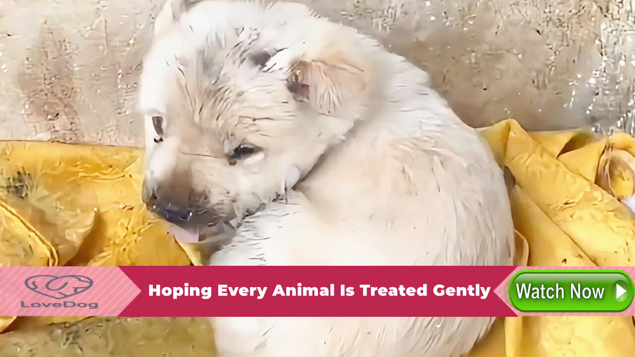 A Touching Story from Sadness to Warmth, Hoping Every Animal Is Treated Gently