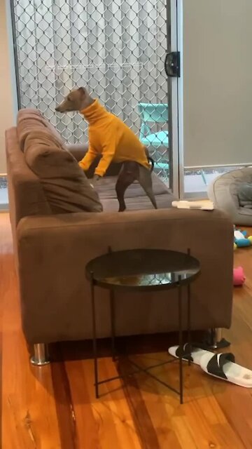 Sweater-wearing pup makes it clear he needs attention