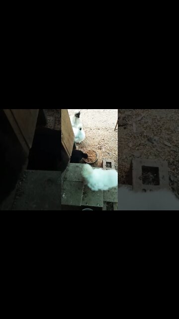 Good morning Silkie Roosters and other Silkies 25th November 2022