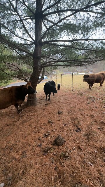 Goofing Around with the Cows