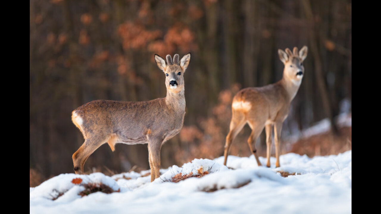 roe deer eats apples in winter