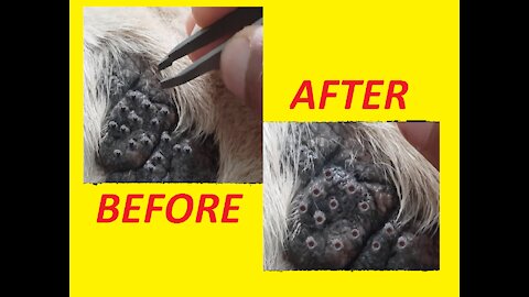 removed just one blackhead from my dog's elbow