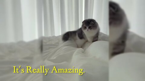 Happy Cat | Amazing Cat videos Must watch