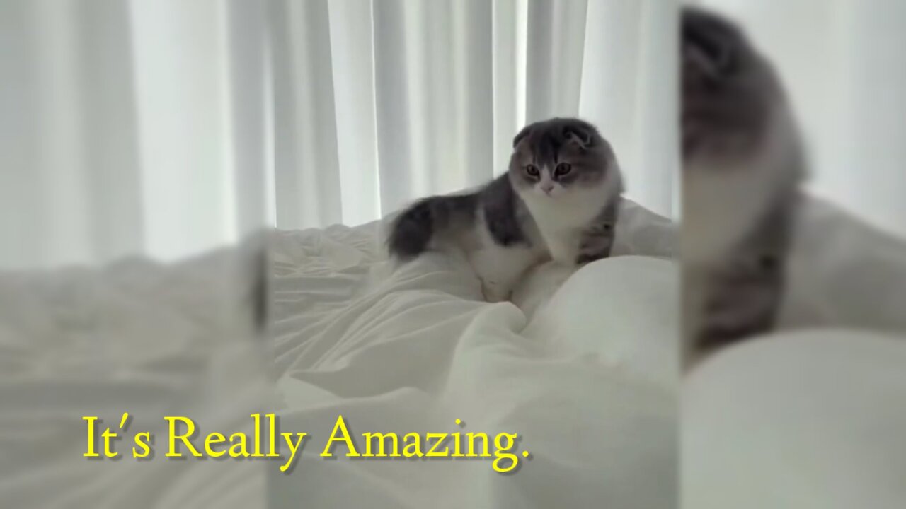 Happy Cat | Amazing Cat videos Must watch