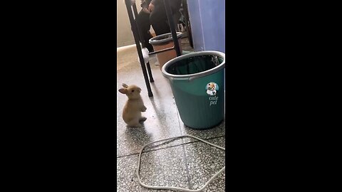 animal funny reaction, viral video..