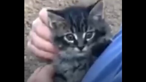RESCUING BABY KITTEN ( YOU WONT BELIEVE WHAT HAPPENS NEXT ! )