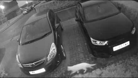 Un chat fantôme apparaît sur une caméra de surveillance