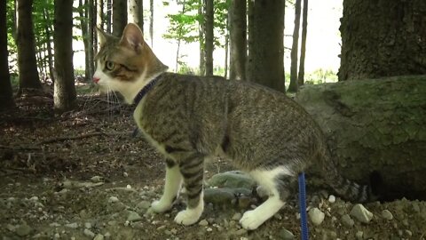 Explorer Cat Climbs on a Log