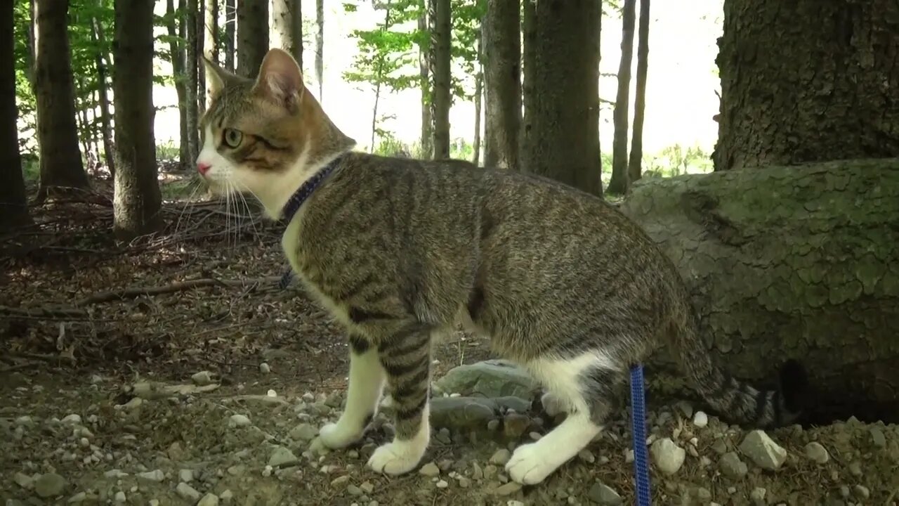 Explorer Cat Climbs on a Log