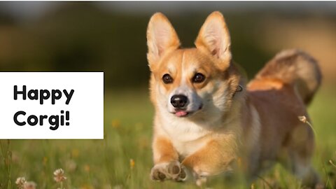 Fluffy little corgi, running in grass!