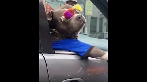 Funny, The Most Stylish Dog traveling in a car 2021 and Cat Talking to the owner