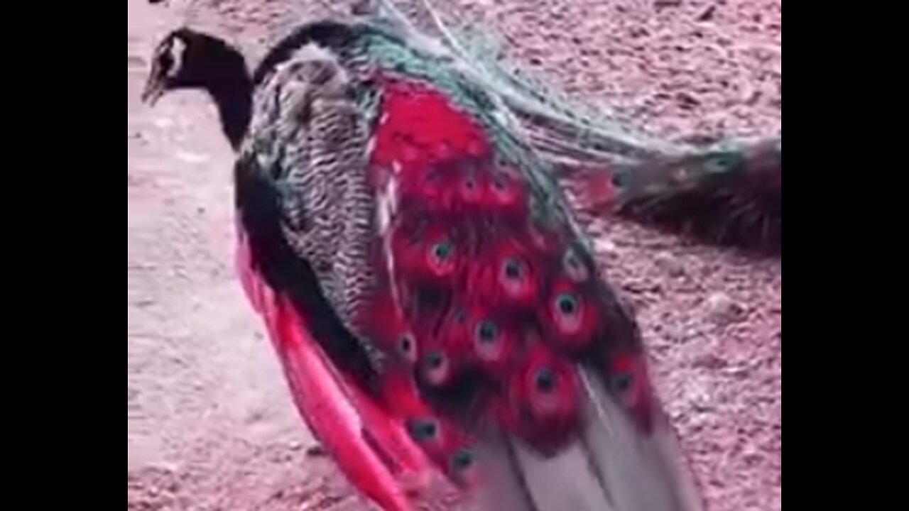 HAVE YOU EVER SEEN SUCH PEACOCKS?