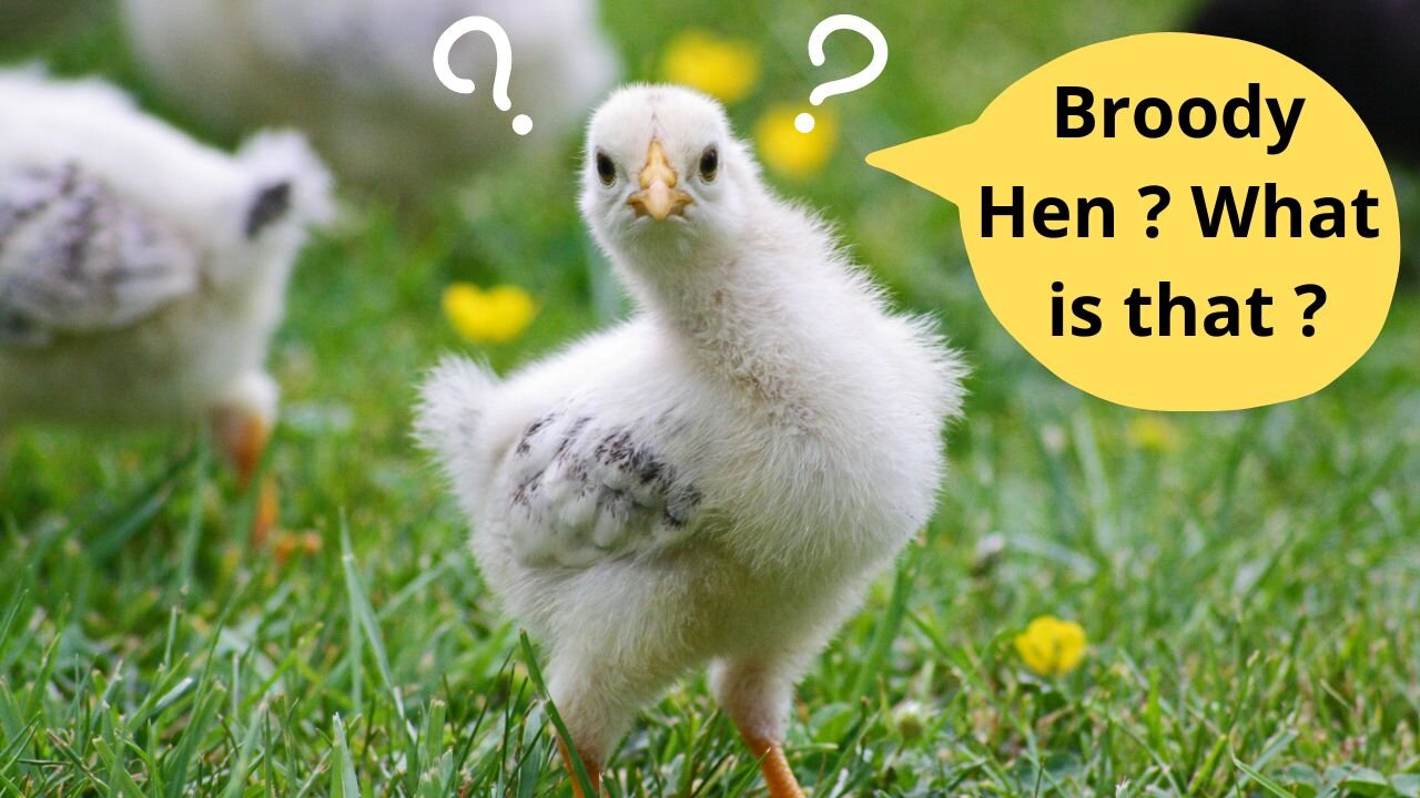 How to Recognize a Broody Hen