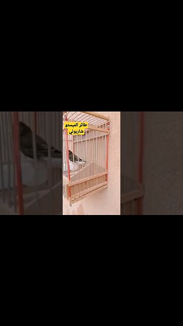 طائر الميستو شاربوني كيوت روعة