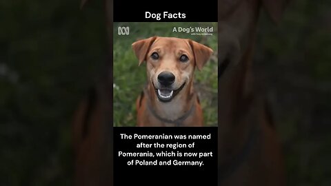 Dog Facts #shorts #youtubeshorts #dog #facts