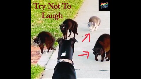 Random Funny Cats Video😆😂