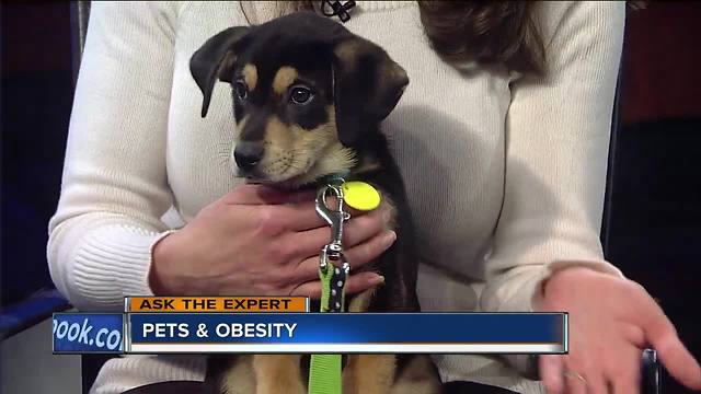 Owners need to help prevent pet's obesity