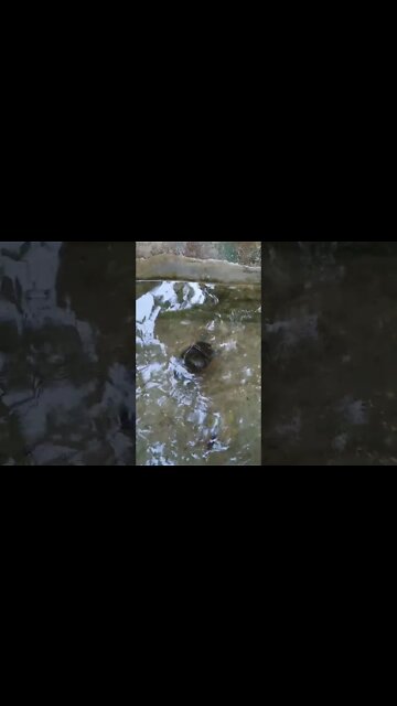 A turtle swimming in a pond. 😇