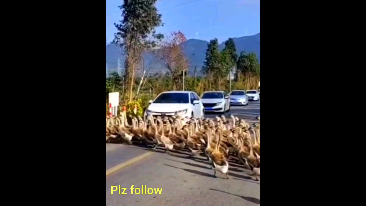 the_duckling_Respect_for_Humanity_🫡👌👌