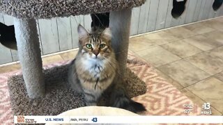 Pet of the Week: Mona