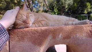 Cute cat try to sleep,tired to play