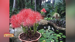 Sunken Gardens | Morning Blend