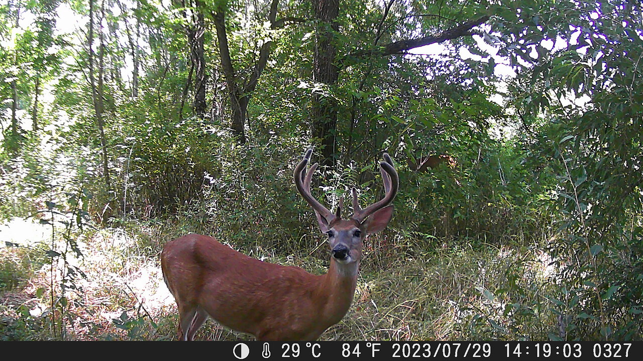 Bucks still in velvet hanging out