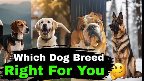 Top 5 Dog Breeds You Need to Know . Part 1