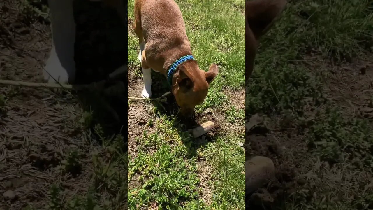 He ran away! 😂 #dog #shorts #fyp