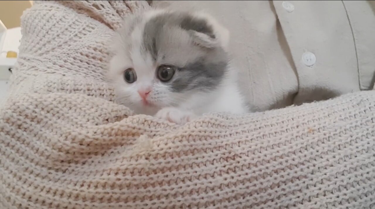 cute kitten videos leg cat