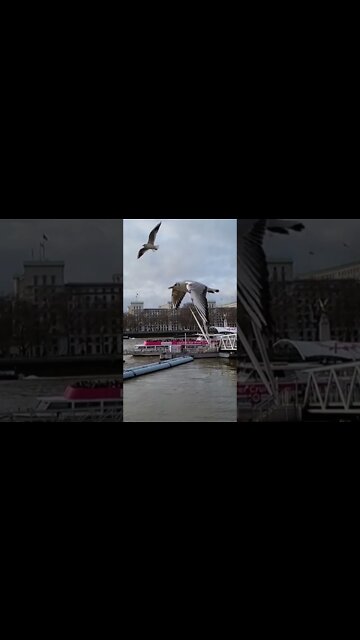 Birds and Thames River London #reels #shorts #bharatsamgi #thamesriver