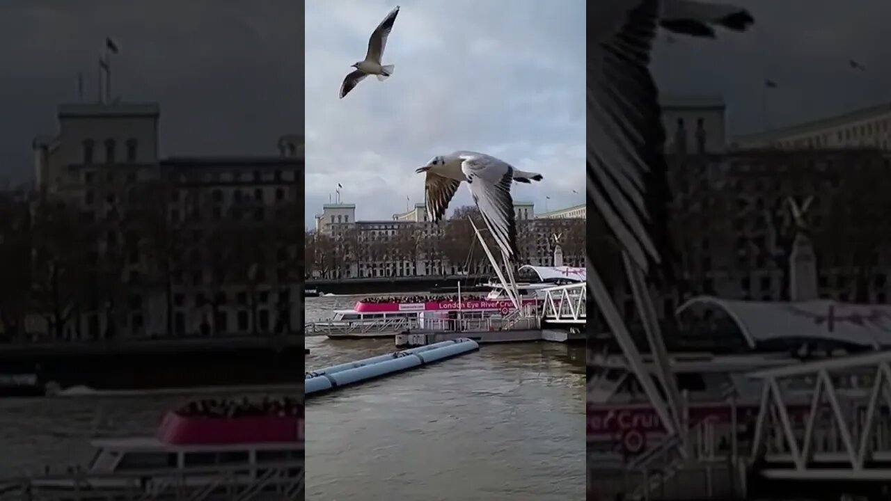 Birds and Thames River London #reels #shorts #bharatsamgi #thamesriver