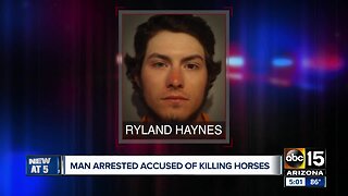 Man arrested, accused of fatally shooting 2 horses in eastern Arizona