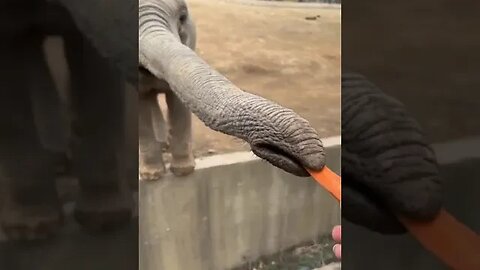 Baby elephant eats some carrots