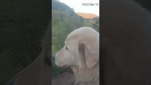 Beautiful maremma settled into new home after starvation. Farm watch