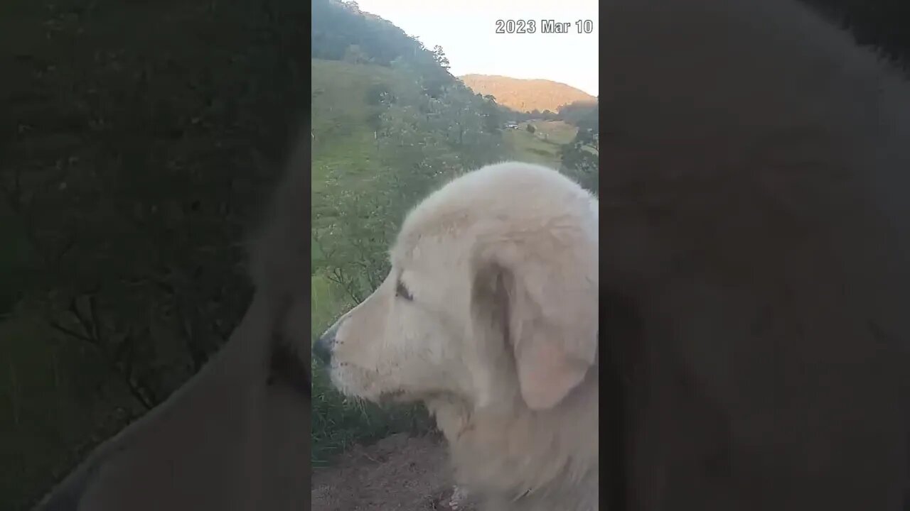 Beautiful maremma settled into new home after starvation. Farm watch