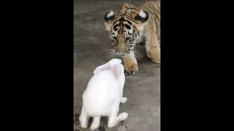 Watch the bravery of this rabbit in the face of a baby tiger