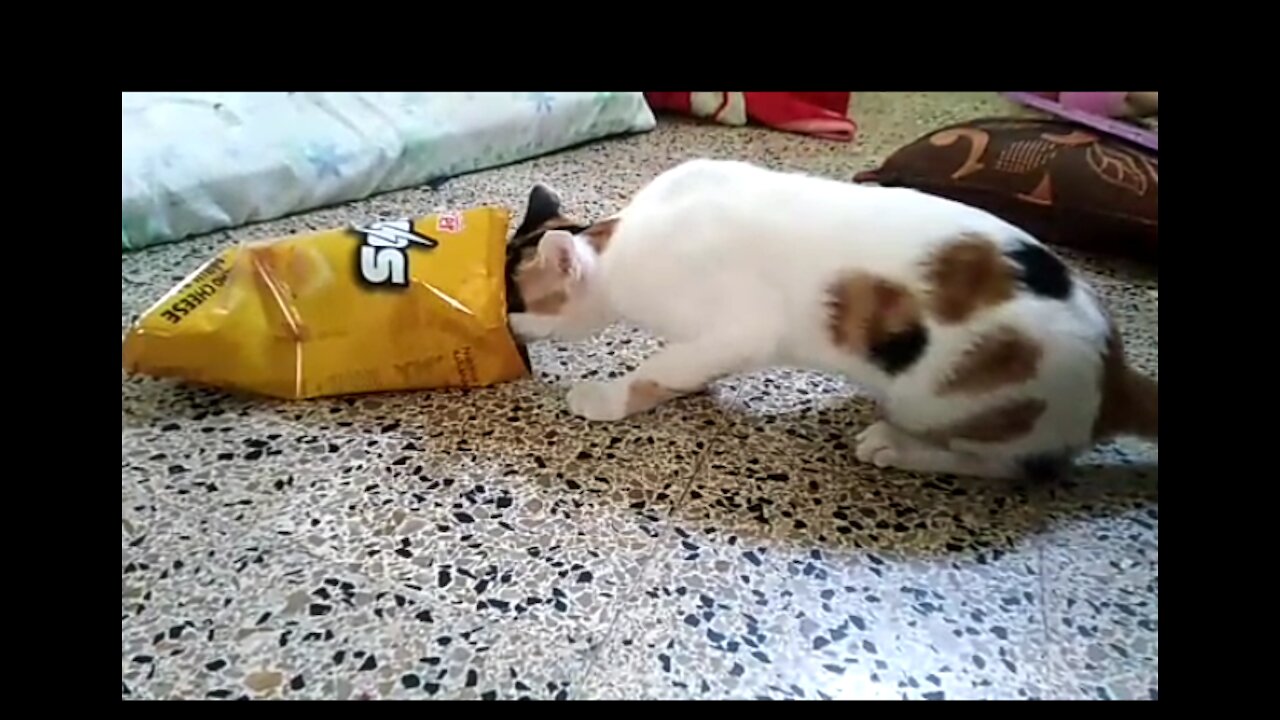 Cat eating SITOS