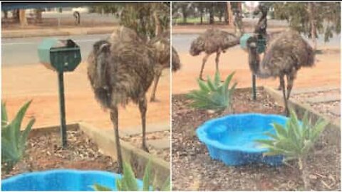 Emù invadono casa per abbeverarsi dalla piscina