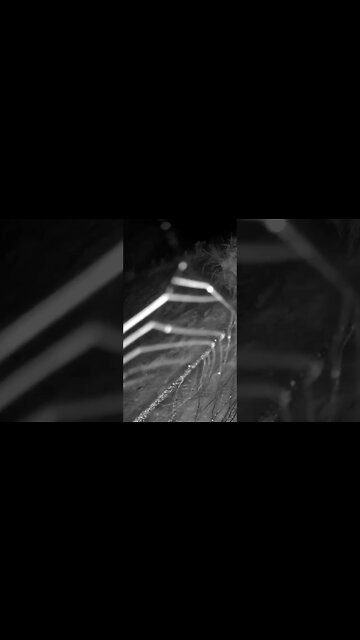 The secret lives of spiders