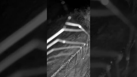 The secret lives of spiders